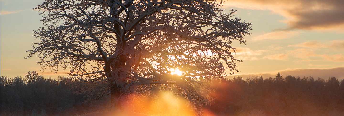 Beautiful rays through the frosty morning oak-trees,winter sunrise view at krimulda,