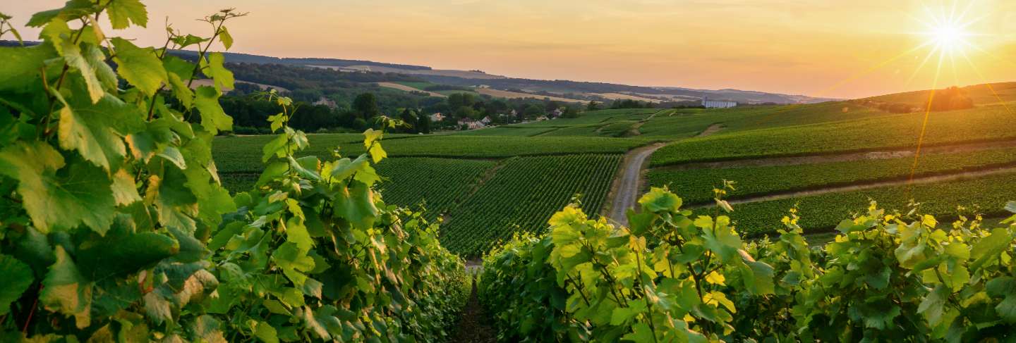 Row vine grape in champagne vineyards at montagne de reims countryside village